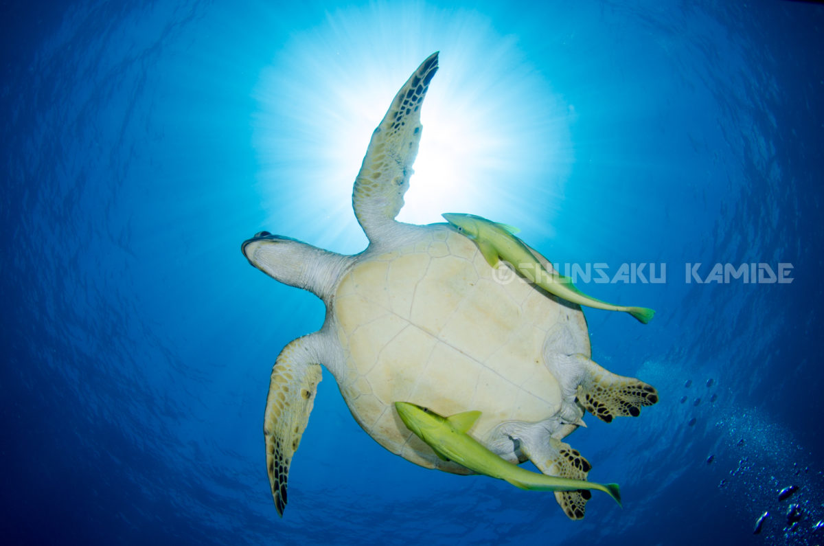 水中ワイド撮影に欠かせないレンズ ～TOKINA AT-X 107 DX Fish Eye 10