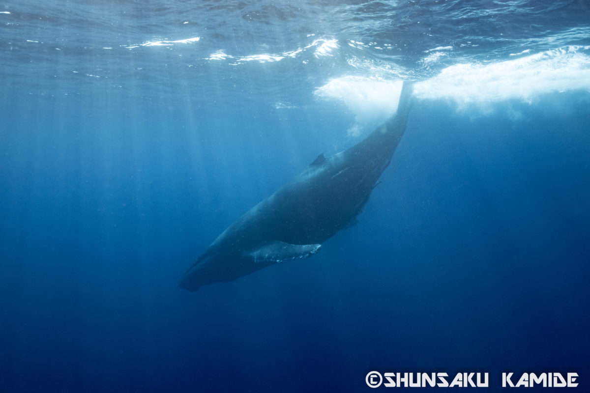奄美大島ホエールスイムツアーレポート クジラ撮影の秘訣は 陽だまりスタジオ 水中写真家 上出俊作