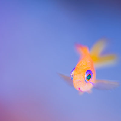 宮古島　キンギョスズメダイ