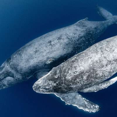 奄美大島　ザトウクジラ