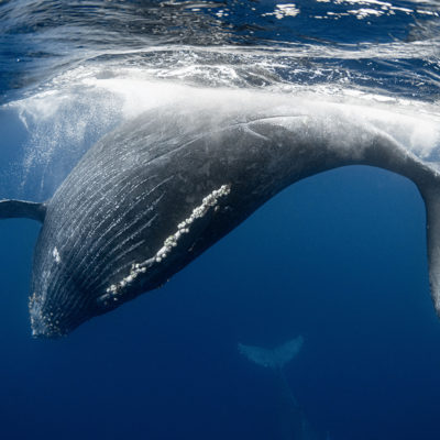 奄美大島　ザトウクジラ