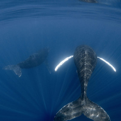 奄美大島　ザトウクジラ