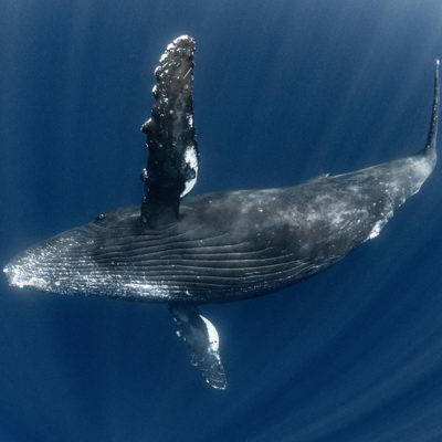 奄美大島　ザトウクジラ