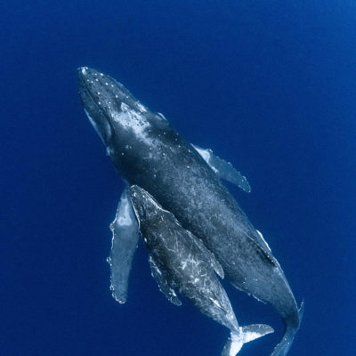 沖縄本島　ザトウクジラ　