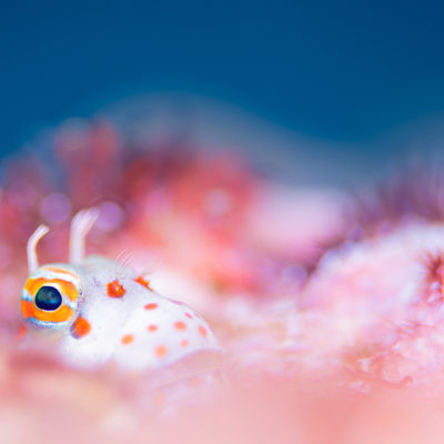 久米島　モンツキカエルウオ　