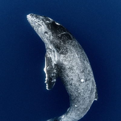 奄美大島　ザトウクジラ