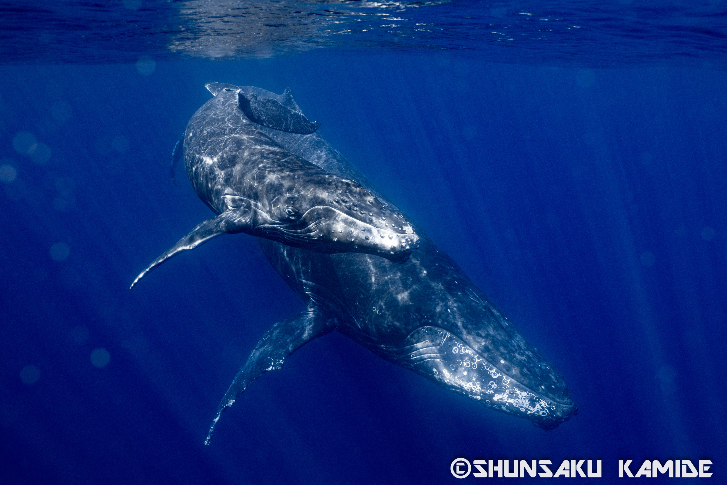 クジラの水中撮影に適したレンズとは 35mm 14 24mm 8 15mmの比較 陽だまりスタジオ 水中写真家 上出俊作